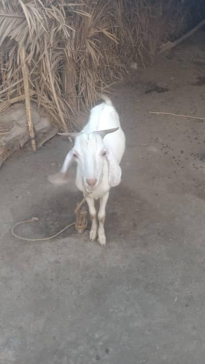 goats for sale