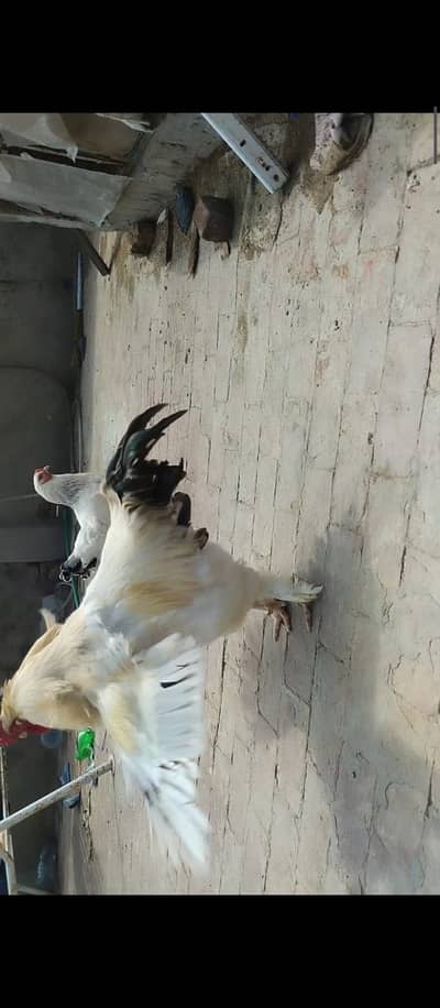 White buffMale female and chicks for sale