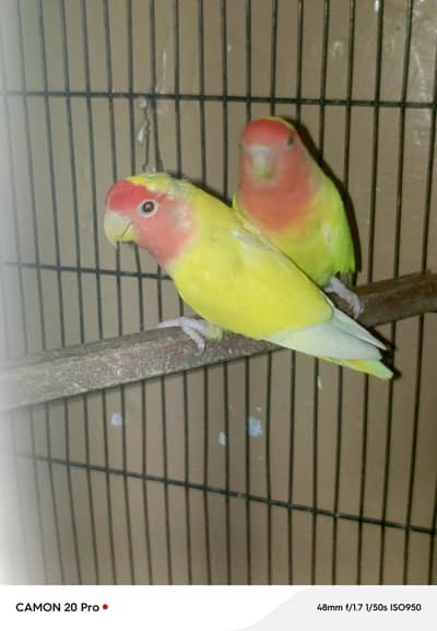 Love Birds for sale + few Australian parrots