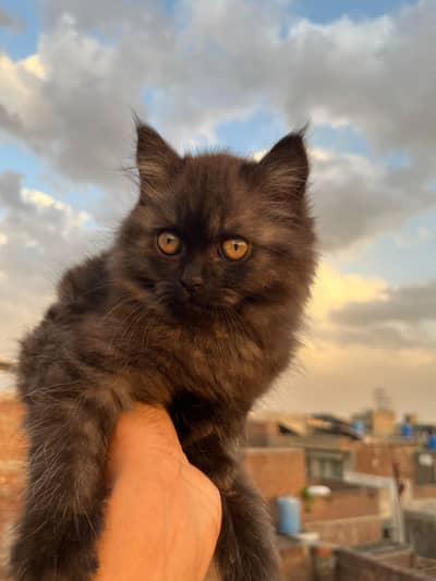 Triple coated kitten what's app : 0302_6247572