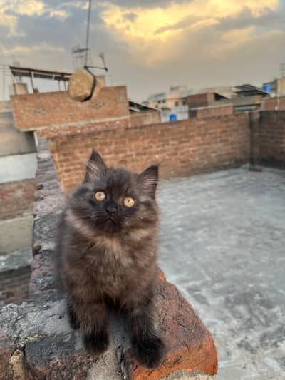 Triple coated kitten what's app : 0302_6247572
