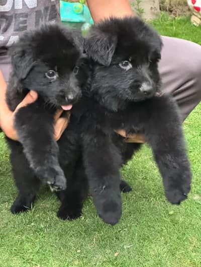 topline show high class quality black gsd proper long pair for sale