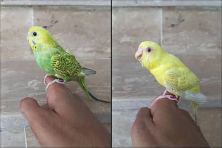 Handtame Budgies