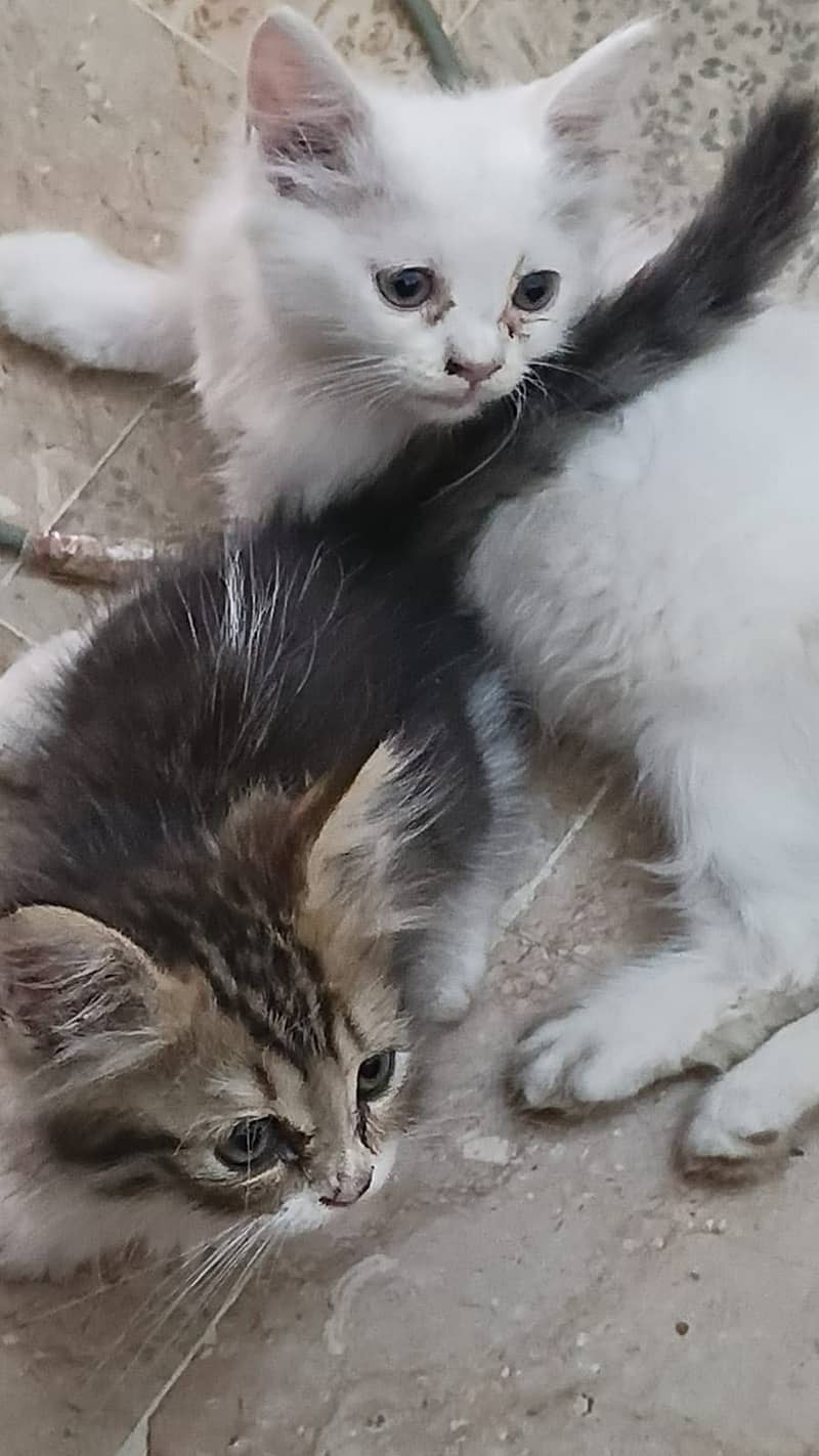 persian 0