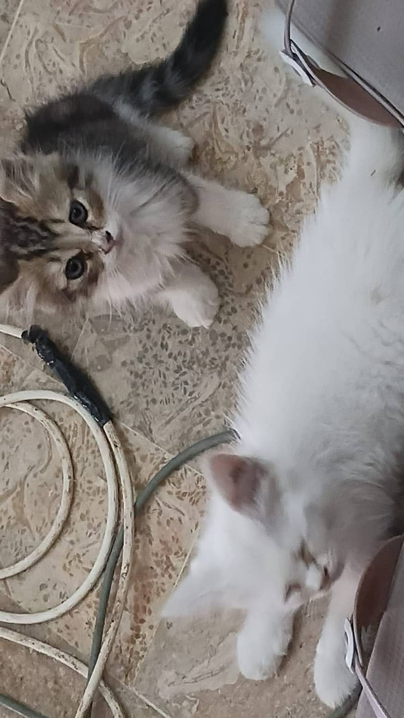 persian 1