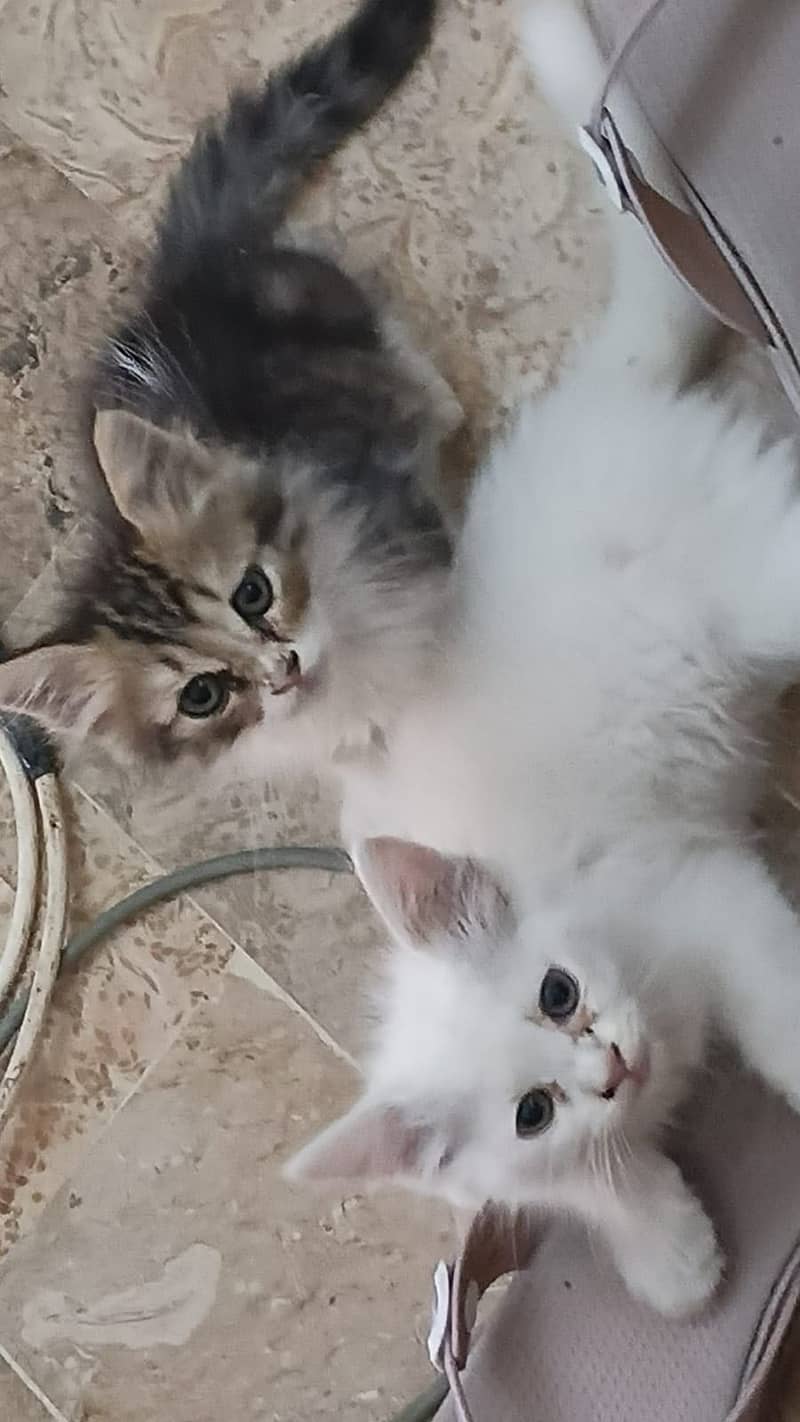 persian 2