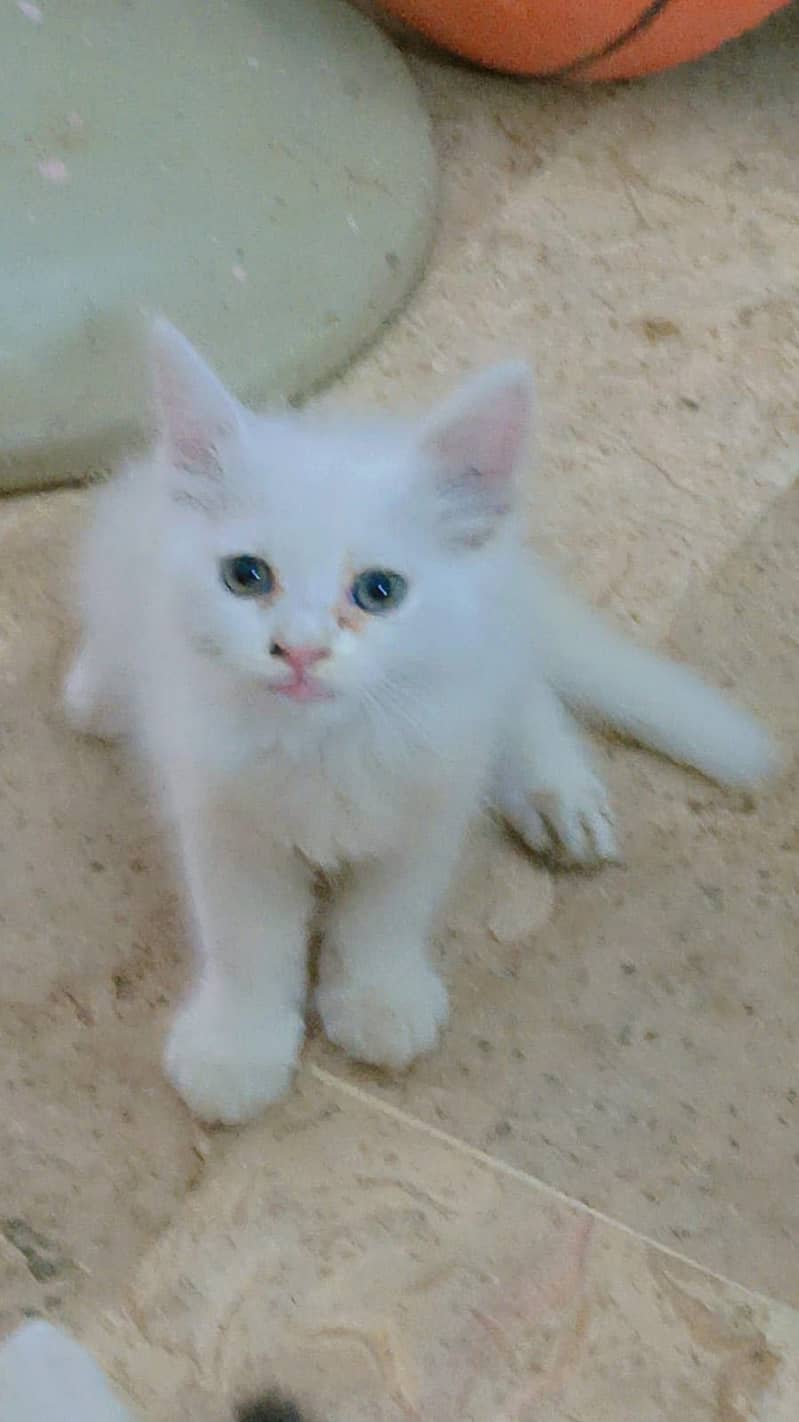 persian 3
