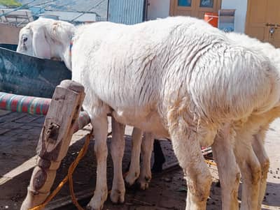 Talagang sheep