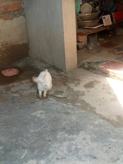 urgent sell Rabbits