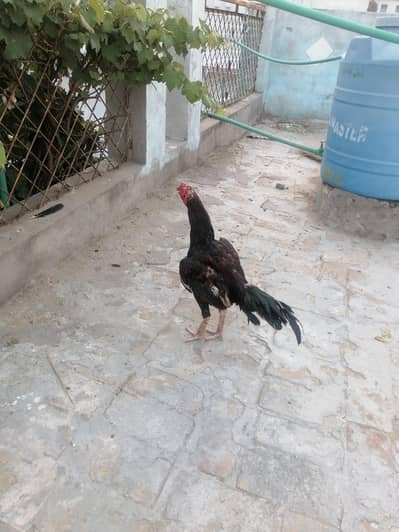Aseel for sale
