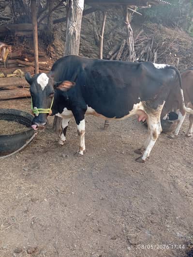 cow for sale