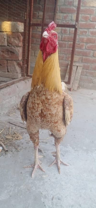 young Thai cross male