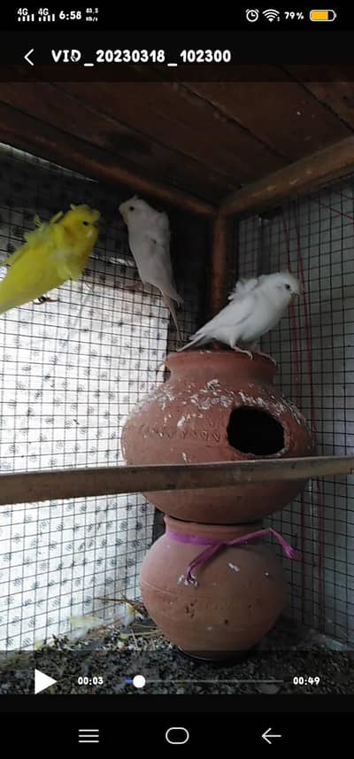 cocktail and Albino And yellow  Hogoromo breeder s