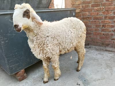 QURBANI  KA MAL