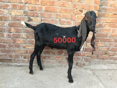 QURBANI  KA MAL
