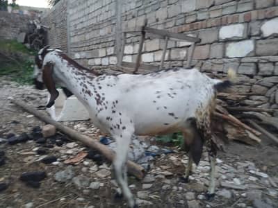 tyar goat for sale