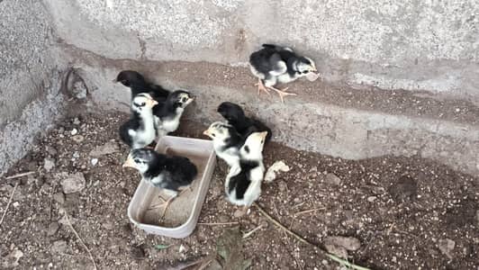 8 Aseel Chicks
