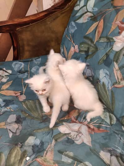 3 cats baby sale cute cats