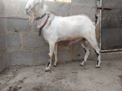 Andu Tedda,Teddi,tedy,barbari,Bakra,qurbani 2026,ablak,chamba