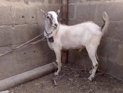 Andu Tedda,Teddi,tedy,barbari,Bakra,qurbani 2026,ablak,chamba