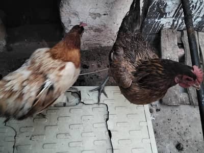 female hens and final price