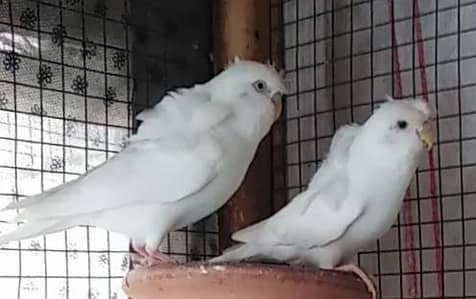 Albino Hogoromo breeder pair