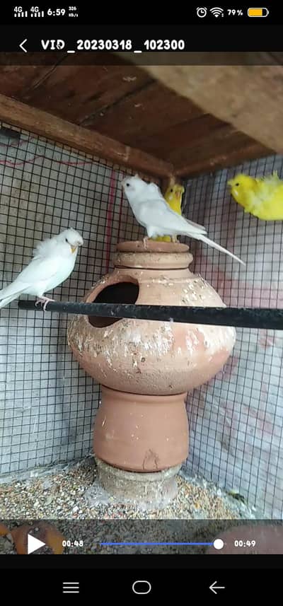 Albino And yellow  Hogoromo breeder s