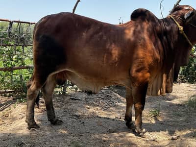 Bull / Bachra / Wacha / Desi bachre / Qurbani ka janwar /Qurbani 2026