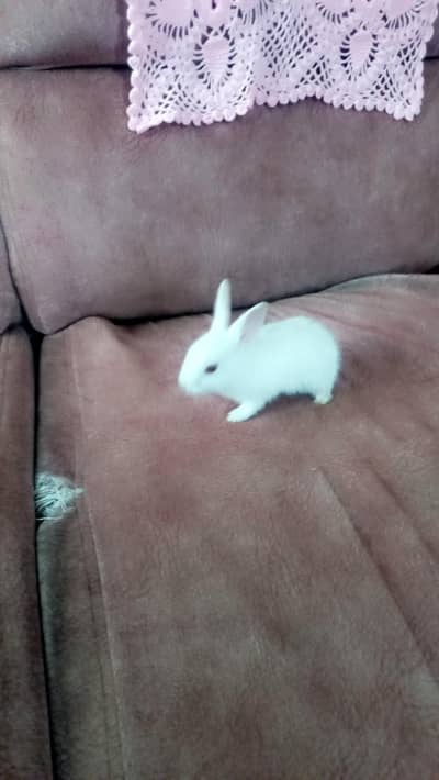 white rabbits red eyes