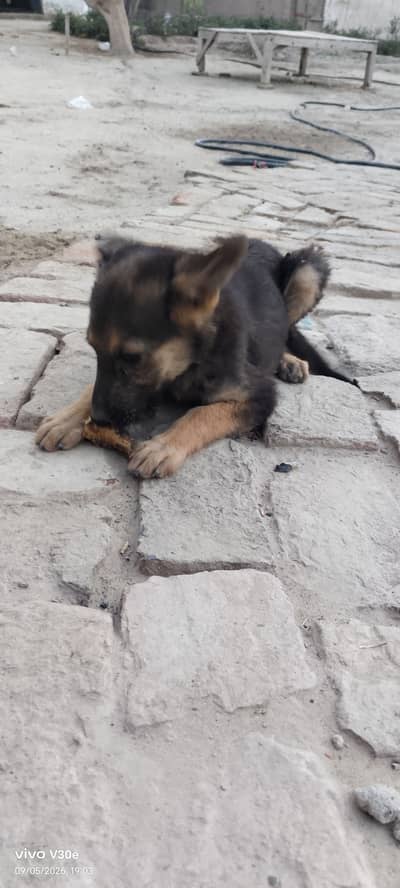 German shepherd puppy looking for new home