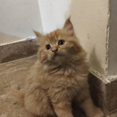 Fluffy Ginger and Cream Kittens for Sale looking for a new family