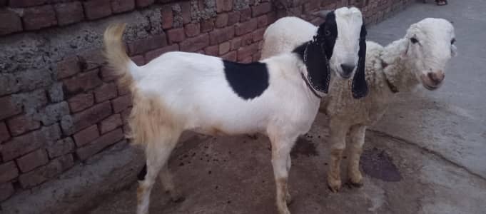 mundra or Bakra ghar pawal howa hy