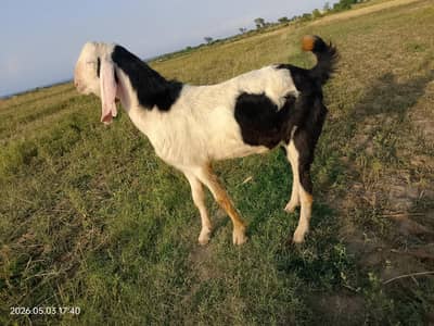 bakra for qurbani