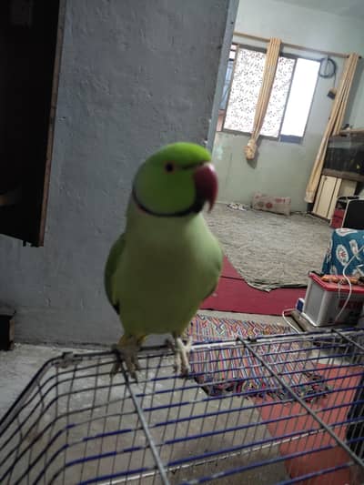 Ringneck Parrot
