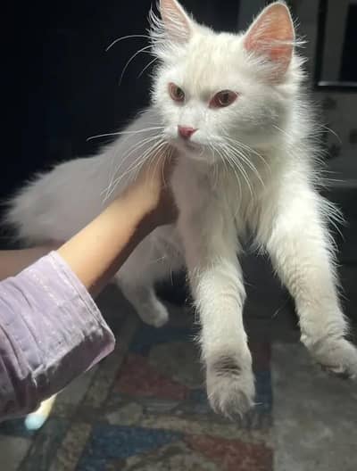 Persian cat for sale