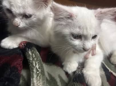 Persian Cats Cute Cumbo Male And Female In Best rate