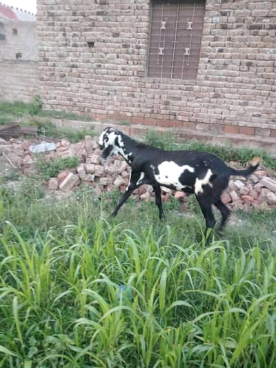 Amratsari Bakray for sale
