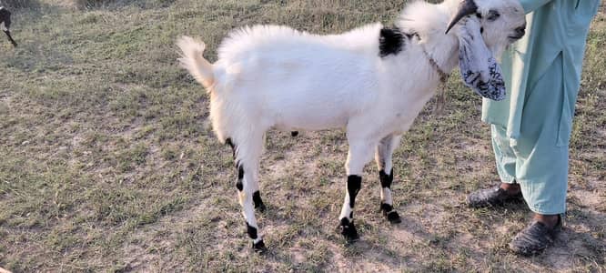 Bakra
