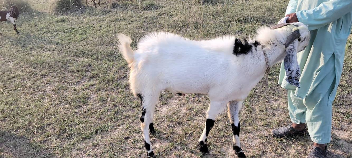 Bakra 1