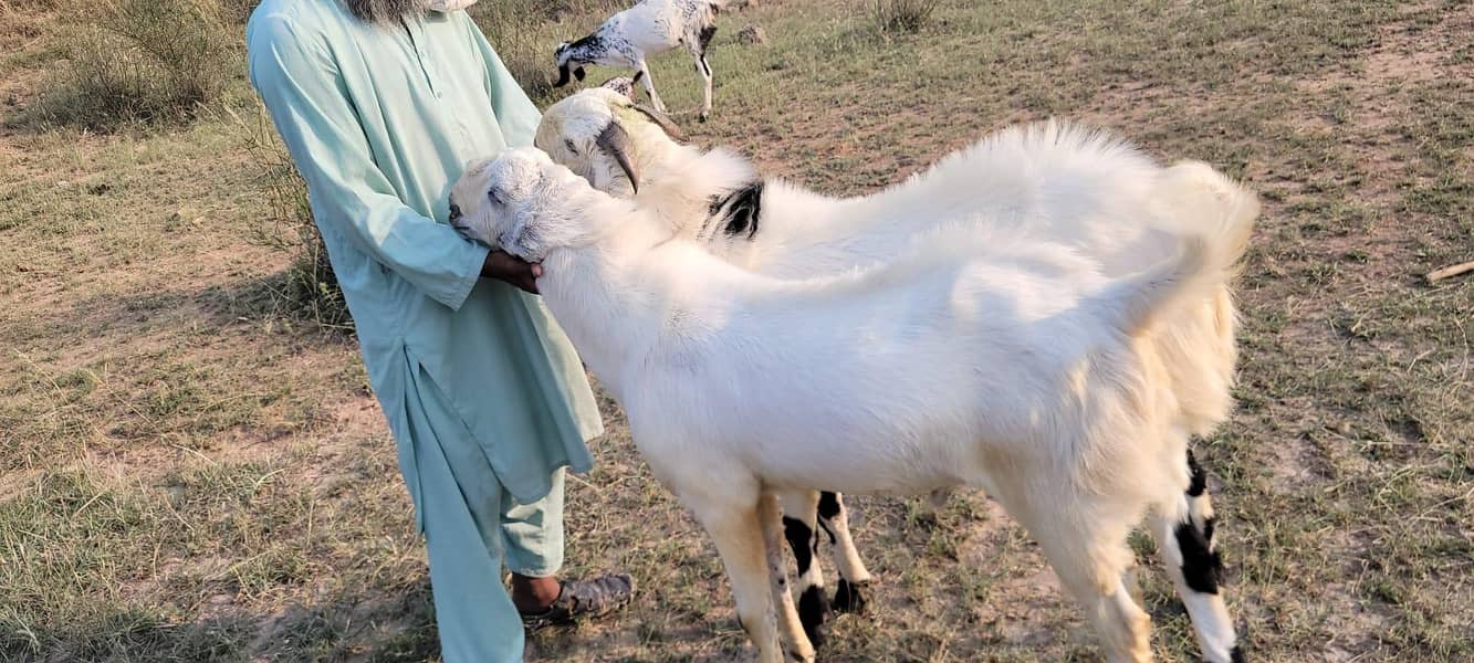 Bakra 2