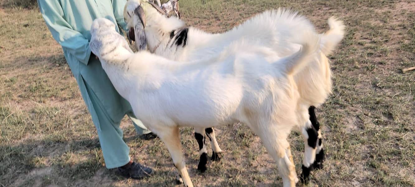 Bakra 3