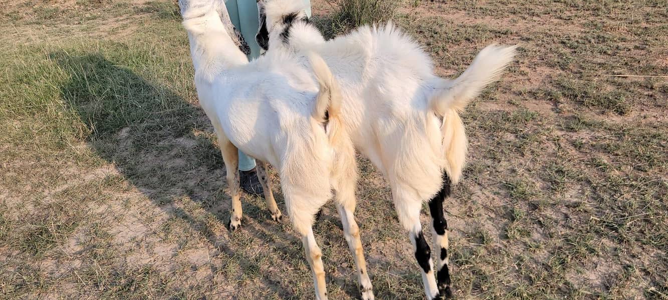 Bakra 4