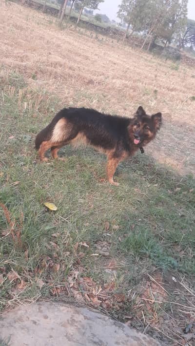 German Shepherd Triple Coat Female