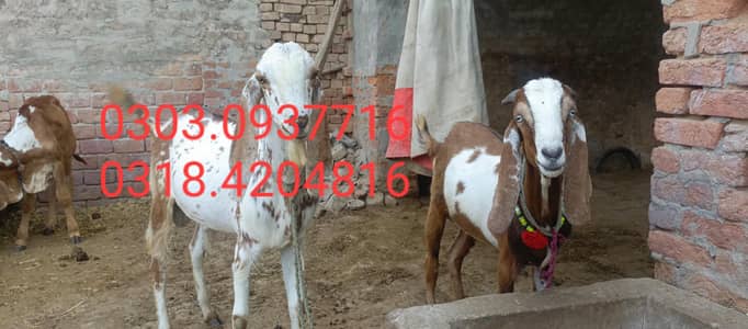 home breed Bakre