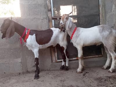 Munda,ablak,tapra,bissar,Bakra,bakre,khassi,qurbani 2026,