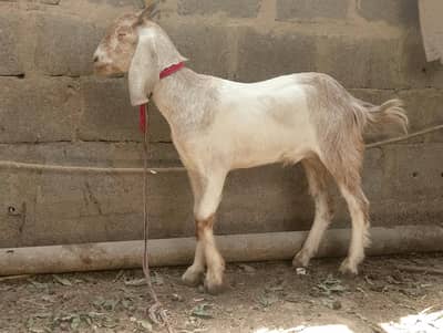 Munda,ablak,tapra,bissar,Bakra,bakre,khassi,qurbani 2026,