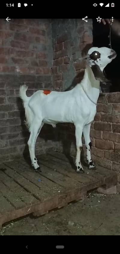 dasi bakra qurbani vala