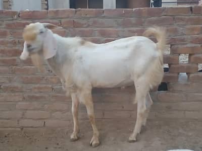 bakra for qurbani