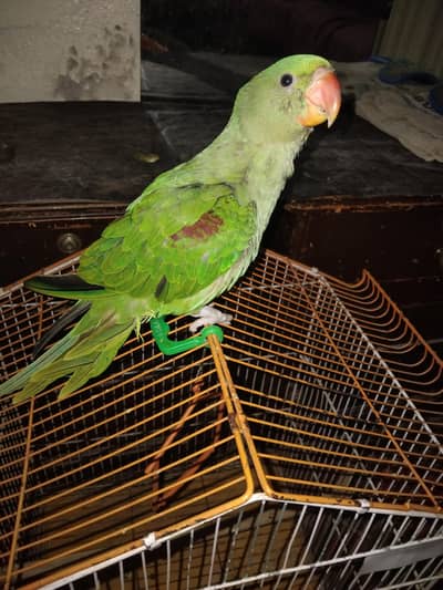 kashmir rah parrot for sale