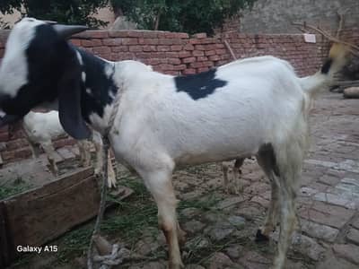 Jori for sale
